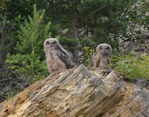 19 Neun Wochen alt.Junge klettern 30 Meter in senkrechter Felswand hoch bis Gipfel